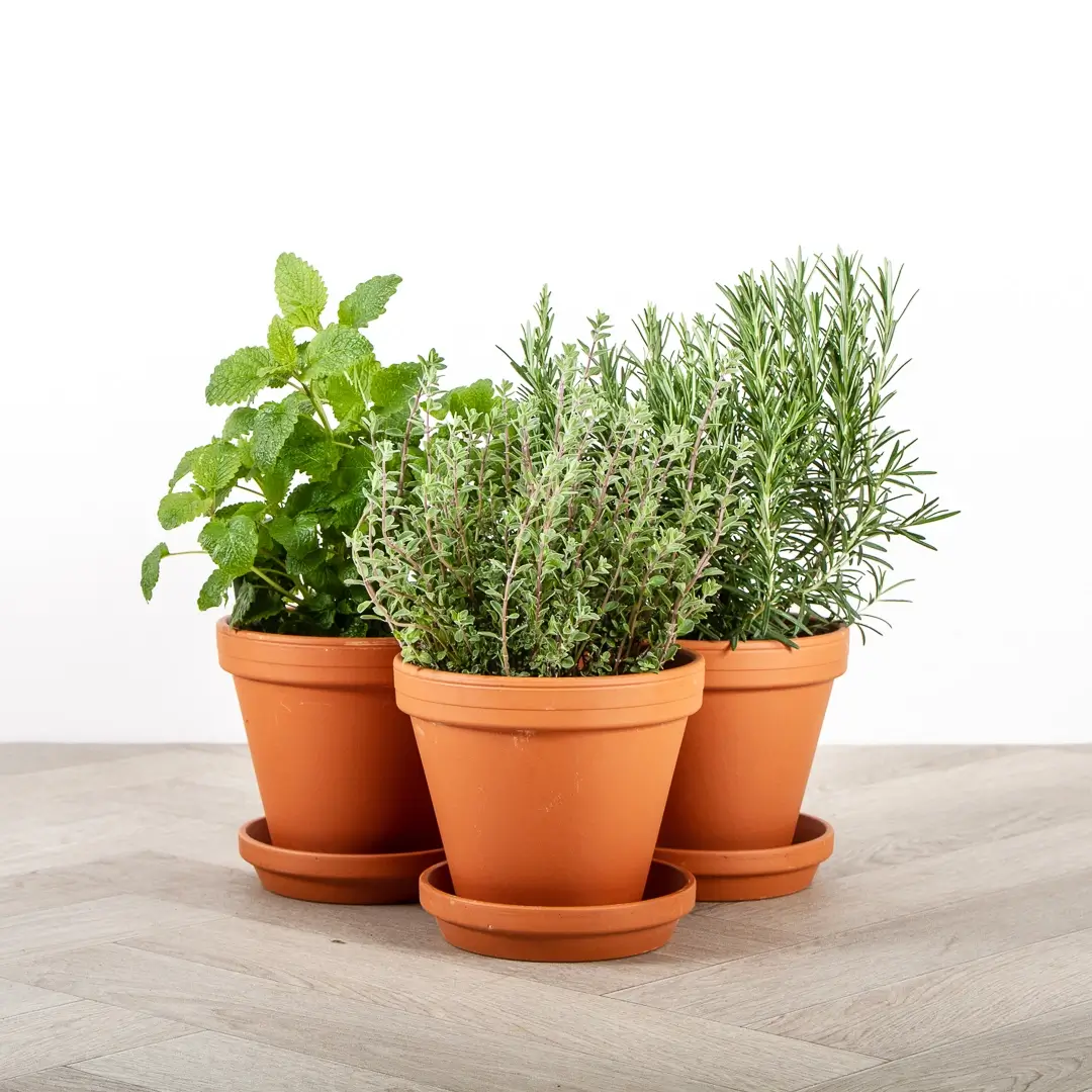 Ceramic Herb Pots